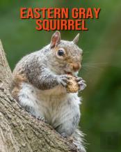 Eastern Gray Squirrel