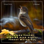 Eastern Phoebe Singing Near Gentle Forest Waterfall