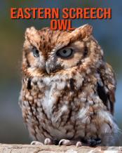 Eastern Screech Owl