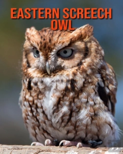 Bertrand.pt - Eastern Screech Owl