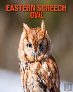 Bertrand.pt - Eastern Screech Owl