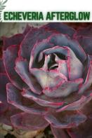 Echeveria Afterglow