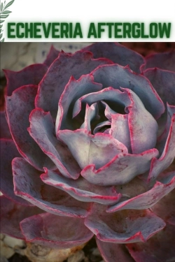 Bertrand.pt - Echeveria Afterglow
