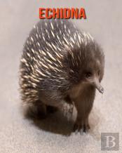 Echidna