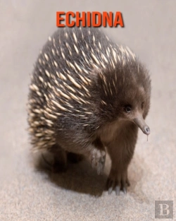Bertrand.pt - Echidna