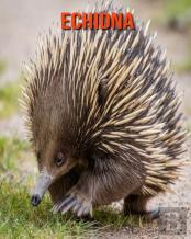 Echidna