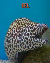 Eel