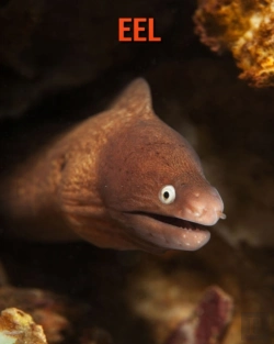 Bertrand.pt - Eel