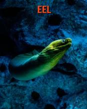 Eel