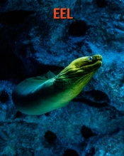 Eel