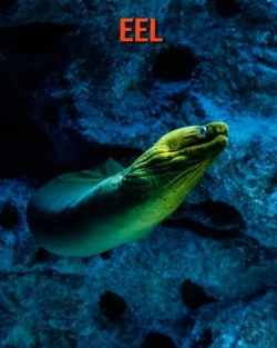 Bertrand.pt - Eel