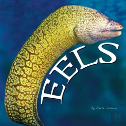 Bertrand.pt - Eels