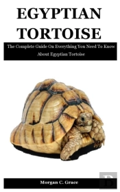 Egyptian Tortoise