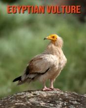 Egyptian Vulture