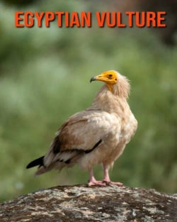 Bertrand.pt - Egyptian Vulture