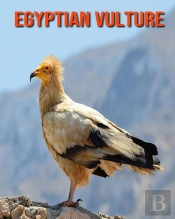 Egyptian Vulture