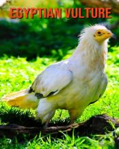 Egyptian Vulture