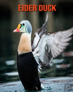 Bertrand.pt - Eider Duck