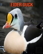 Eider Duck