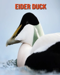 Bertrand.pt - Eider Duck