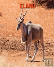 Eland