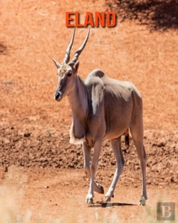 Bertrand.pt - Eland