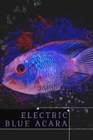 Electric Blue Acara