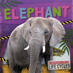 Bertrand.pt - Elephant