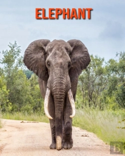 Bertrand.pt - Elephant
