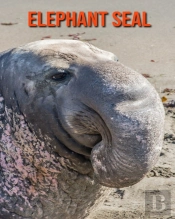 Elephant Seal