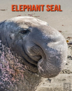 Bertrand.pt - Elephant Seal