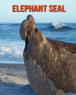 Bertrand.pt - Elephant Seal