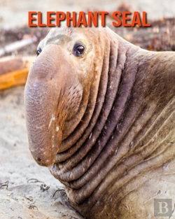 Bertrand.pt - Elephant Seal