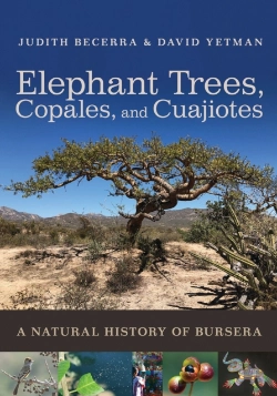 Bertrand.pt - Elephant Trees, Copales, And Cuajiotes