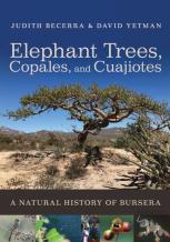 Elephant Trees, Copales, And Cuajiotes
