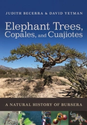 Elephant Trees, Copales, And Cuajiotes