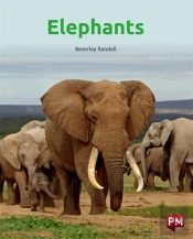 Elephants