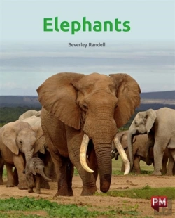 Bertrand.pt - Elephants