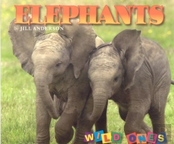 Bertrand.pt - Elephants