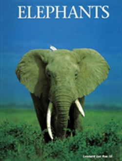 Bertrand.pt - Elephants