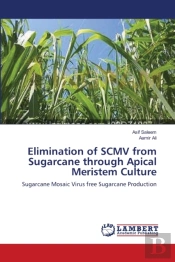 Elimination Of Scmv From Sugarcane Through Apical Meristem Culture
