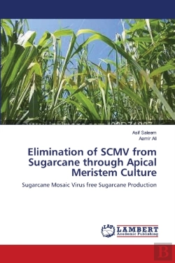 Bertrand.pt - Elimination Of Scmv From Sugarcane Through Apical Meristem Culture