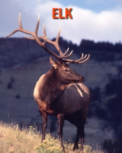 Bertrand.pt - Elk