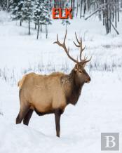 Elk
