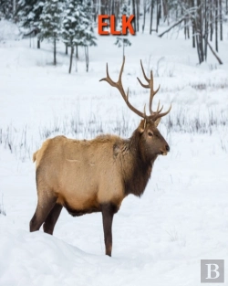Bertrand.pt - Elk