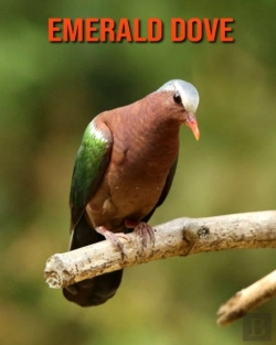 Bertrand.pt - Emerald Dove
