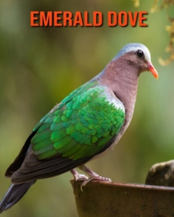 Bertrand.pt - Emerald Dove