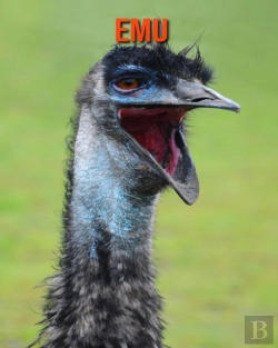 Bertrand.pt - Emu