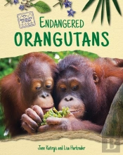 Endangered Orangutans
