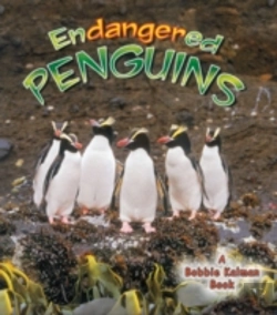Bertrand.pt - Endangered Penguins